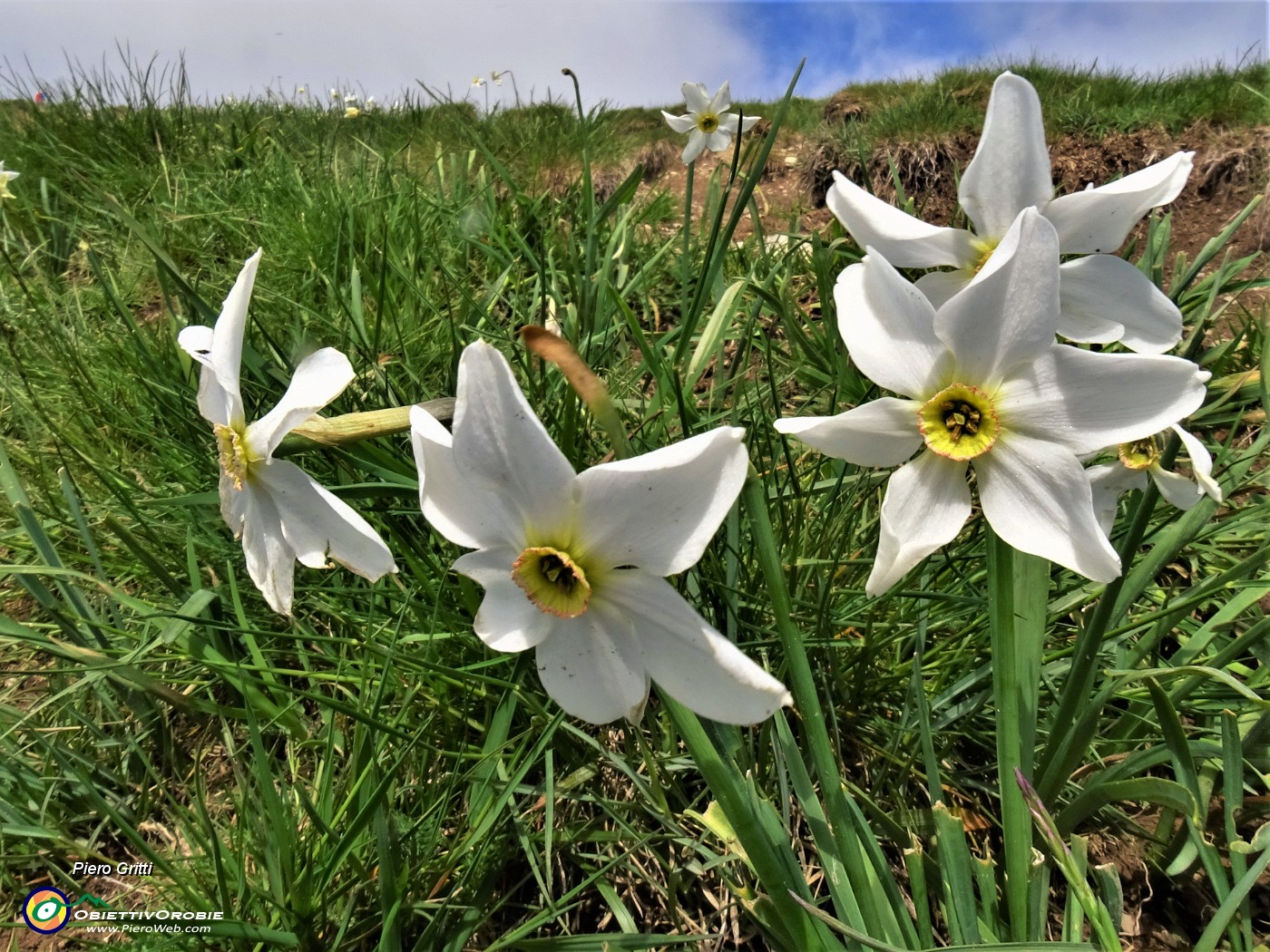 42 'Sfilata' di narcisi in Linzone.JPG